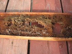 Стоит использовать чужую сушь или лучше посадить семью пчел на ващину?