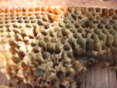 Стоит использовать чужую сушь или лучше посадить семью пчел на ващину?