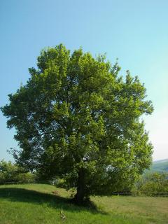        Acer campestre L.