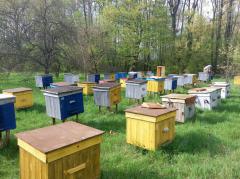 Продажа высококачественной продукции пчеловодства