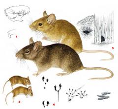 Домовая мышь — Mus musculus