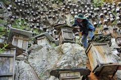 Необычное и экстремальное пчеловодство в Китае