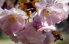 Вишня - Prunus cerasus L