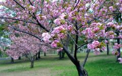  - Prunus cerasus L