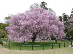 Вишня - Prunus cerasus L