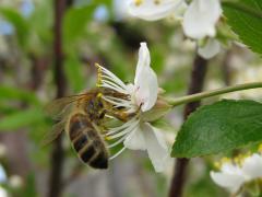  - Prunus cerasus L