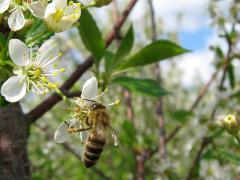  - Prunus cerasus L