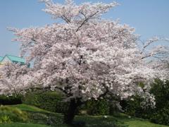  - Prunus cerasus L