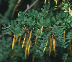   - Caragana arboresctn