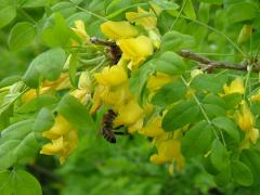   - Caragana arboresctn