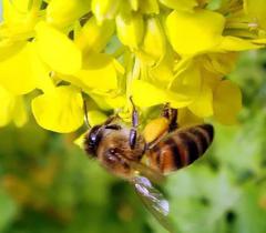   - Caragana arboresctn