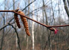 ,   - Corylus Avellana L.