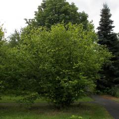 ,   - Corylus Avellana L.