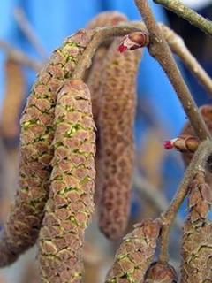 ,   - Corylus Avellana L.