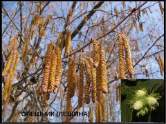 ,   - Corylus Avellana L.