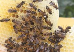 Продам пчеломаток плодных краинка