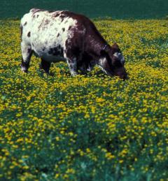   - lotus corniculatus L.