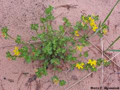   - lotus corniculatus L.