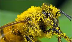 пчелиная пыльца (обножка) и перга. ЧТО ТАКОЕ ПЫЛЬЦА.