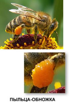 пчелиная пыльца (обножка) и перга. ЧТО ТАКОЕ ПЫЛЬЦА.