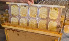 Блистерная рамка для производства секционного сотового меда